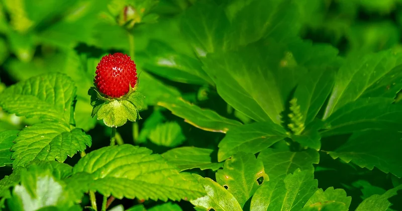 Les stolons : comment un fraisier se multiplie tout seul