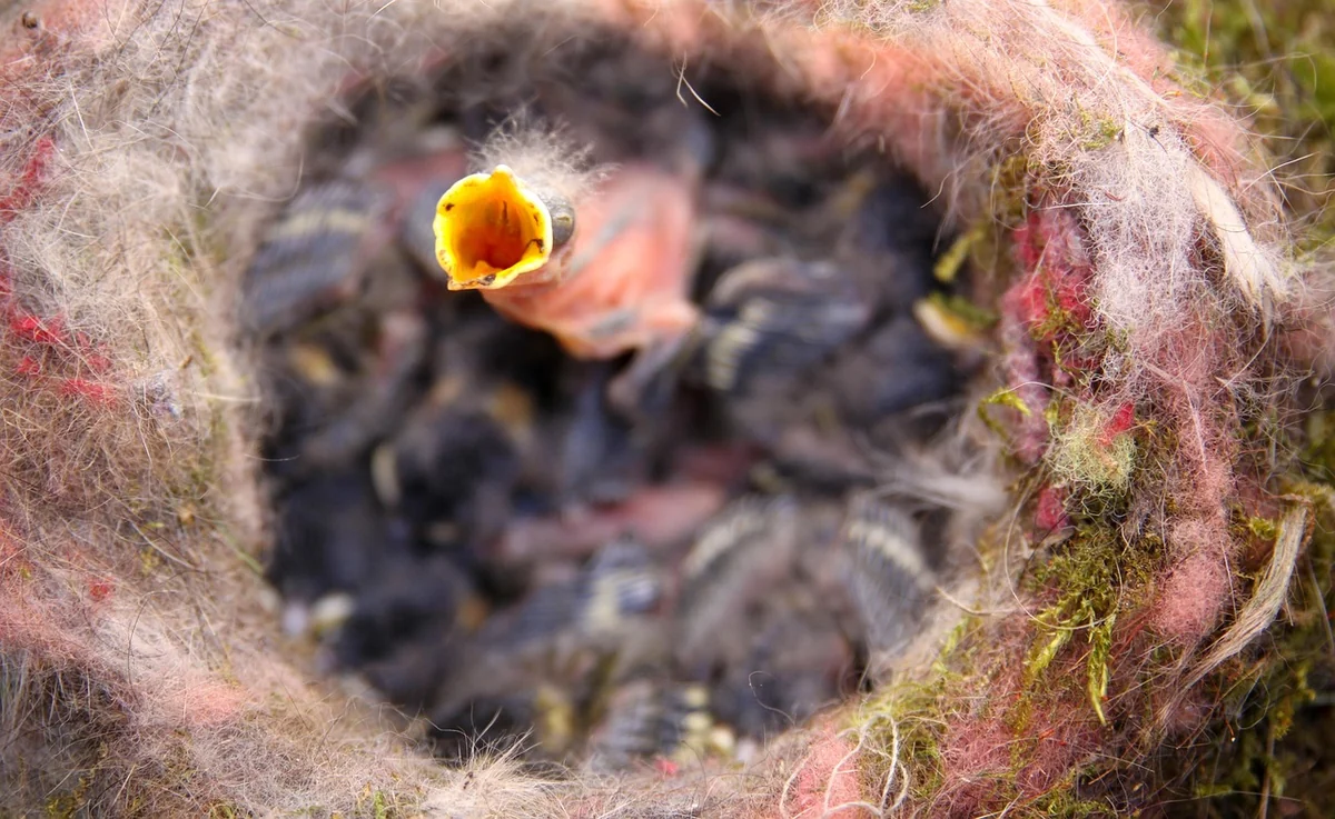 Comment aider un mésange oisillon à s'épanouir en 2026 : astuces et conseils