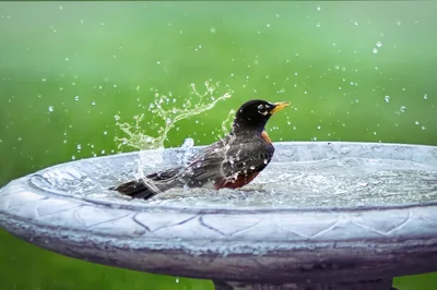 bain d'oiseaux
