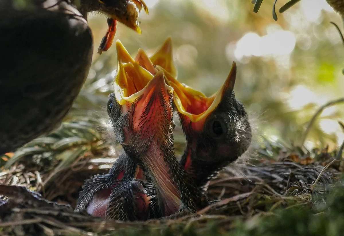 Comportement des jeunes oiseaux : pourquoi ils sautent du nid