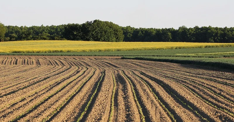 La culture hors sol : est-ce que ça vaut le coup ?