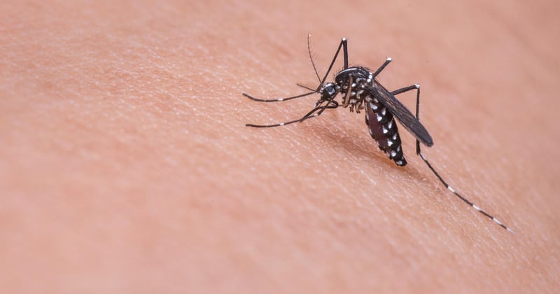 Quels insectes piquent la nuit ? Le guide pour enfin dormir tranquille