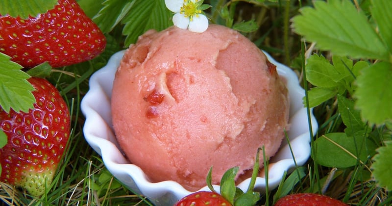 Comment pousse les fraises : le guide fascinant du potager