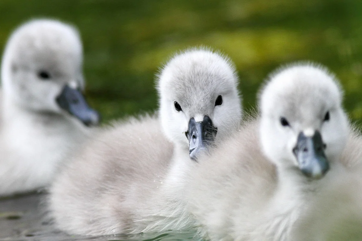 Réparer la fuite classique : le clapet défectueux
